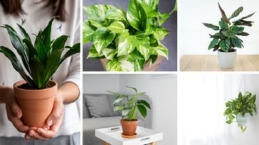 Plants that Need no Sunlight to Grow