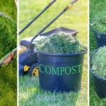 Grass Clippings in Your Garden – Do Your Really Need Them?