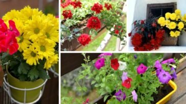 The Best Low-Maintenance Plants for Your Balcony