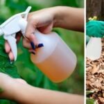 The Best Natural Pesticides and Insecticides to Keep Your Garden Clean