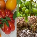 The Biggest Mistakes People Make When Growing Tomatoes