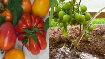 The Biggest Mistakes People Make When Growing Tomatoes