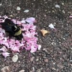 Ants Cover a Dead Bumblebee with Flower Petals in a Sort of a Funeral Ritual