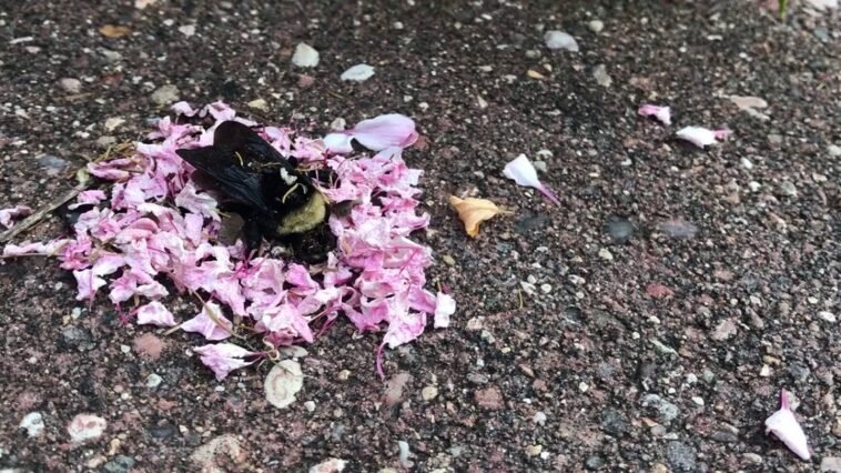 Ants Cover a Dead Bumblebee with Flower Petals in a Sort of a Funeral Ritual