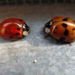 Ladybugs in Your Home