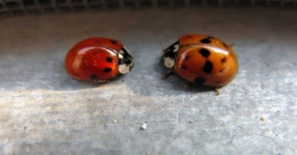 Ladybugs in Your Home