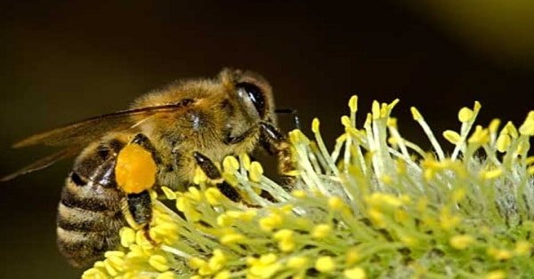 The Bee Officially Declared the World’s Most Important Living Being