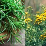 6 Natural Herbs to Repel Flies and Keep Your Home Fly-Free