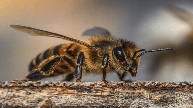 The Buzz About Bees